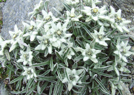 R050 Photo: Edelweiss - ideal for maxicard