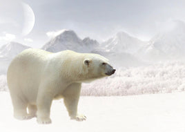 R045 Photo: Polar Bear - ideal for maxicard