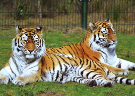 Photo: Wild Big Cats