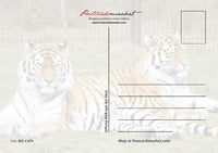 Photo: Big Cats (bundle x 5 pieces) - top quality approved by www.postcardsmarket.com specialists