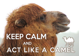 Foto: Bleib ruhig und benimm dich wie ein Kamel