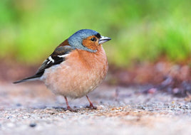 R015 Photo: Chaffinch Bird - ideal for maxicard