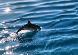 Photo HB15: Dolphin in the sea
