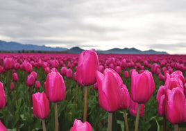 R039 Photo: Tulips - ideal for maxicard