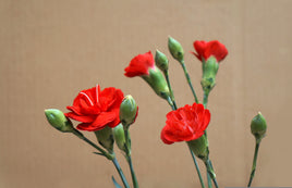 R053 Photo: Carnations - ideal for maxicard