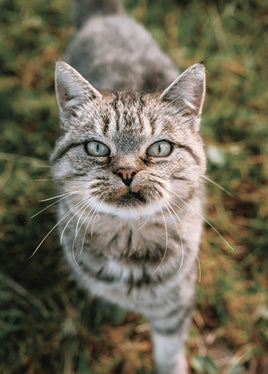 Postcard - Tiger Cat (DL84)