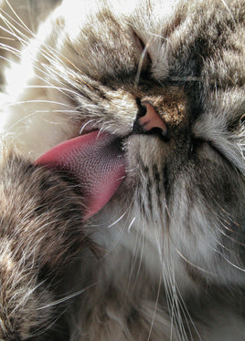 Postcard - Clean Cat (DL86)