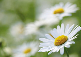 R050 Photo: Daisie Flower - ideal for maxicard