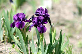 R006 Photo: Iris Flowers - ideal for maxicard
