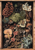 Postcard - Mushrooms 4 (R043)