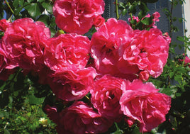 R051 Photo: Roses - ideal for maxicard