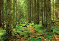 Photo: 5X Virgin Forrest - UNESCO list like (bundle of 5 cards) - top quality approved by www.postcardsmarket.com specialists