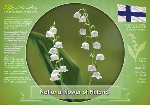 National flower of Finland (bundle of 5 cards) - top quality approved by www.postcardsmarket.com specialists