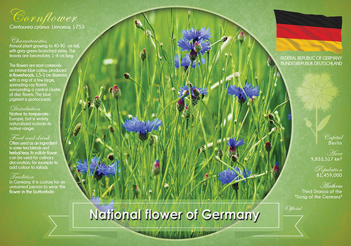 T039 - National flower of Germany (bundle of 5 cards) - top quality approved by www.postcardsmarket.com specialists