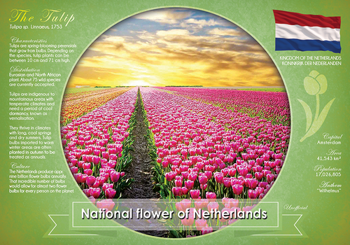T041 - National flower of Netherlands (bundle of 5 cards) - top quality approved by www.postcardsmarket.com specialists
