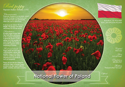National flower of Poland (bundle of 5 cards) - top quality approved by www.postcardsmarket.com specialists