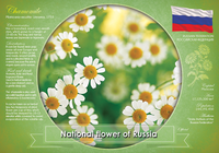 National flower of Russia (bundle of 5 cards) - top quality approved by www.postcardsmarket.com specialists