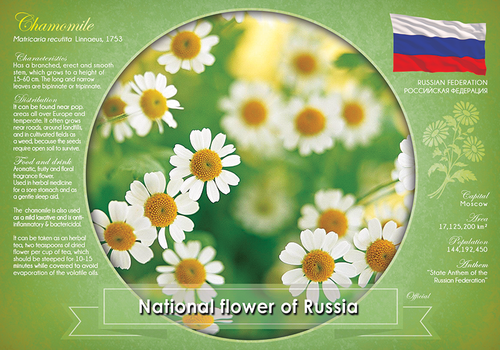 National flower of Russia (bundle of 5 cards) - top quality approved by www.postcardsmarket.com specialists