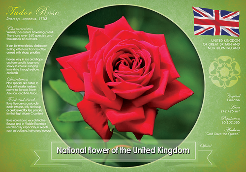 National flower of the United Kingdom (bundle of 5 cards) - top quality approved by www.postcardsmarket.com specialists