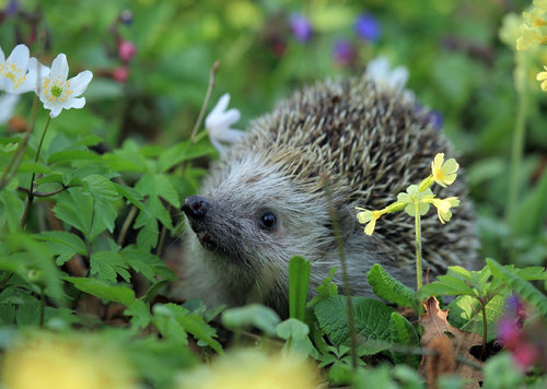 Photo: Hedgehog - Meet Anemone (bundle x 5 pieces) - top quality approved by www.postcardsmarket.com specialists