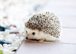 Photo: Hedgehog - White Camouflage (bundle x 5 pieces) - top quality approved by www.postcardsmarket.com specialists
