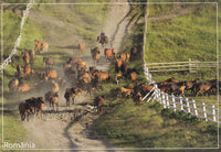 Market Corner: Bundle of 3 x LAD Romania - Bucovina - Lucina stud VL 323-20 - top quality approved by www.postcardsmarket.com specialists