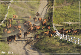Market Corner: Bundle of 3 x LAD Romania - Bucovina - Lucina stud VL 323-20 - top quality approved by www.postcardsmarket.com specialists