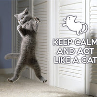 Photo: Keep Calm and act like a cat (bundle x 5 pieces) - top quality approved by www.postcardsmarket.com specialists