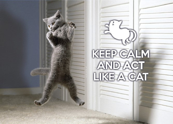Photo: Keep Calm and act like a cat (bundle x 5 pieces) - top quality approved by www.postcardsmarket.com specialists