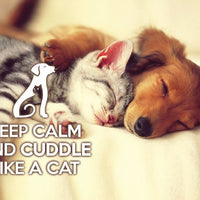 Photo: Keep Calm and cuddle like a cat (bundle x 5 pieces) - top quality approved by www.postcardsmarket.com specialists