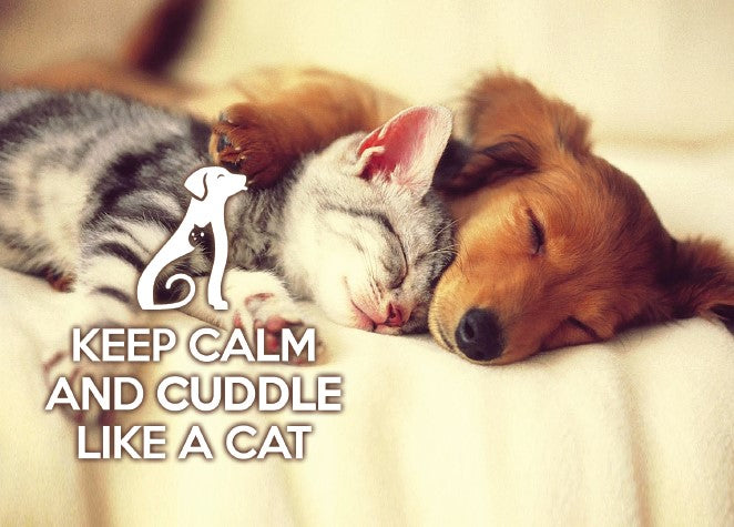 Photo: Keep Calm and cuddle like a cat (bundle x 5 pieces) - top quality approved by www.postcardsmarket.com specialists