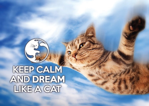 Photo: Keep Calm and dream like a cat (bundle x 5 pieces) - top quality approved by www.postcardsmarket.com specialists