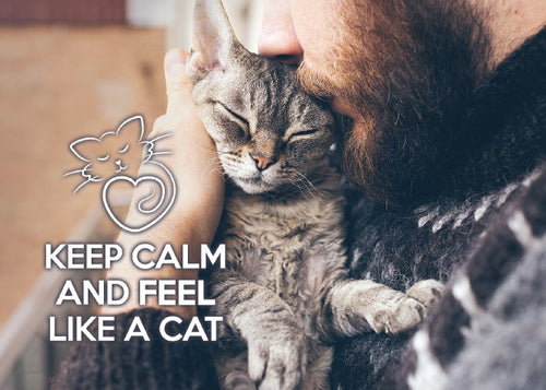 Photo: Keep Calm and feel like a cat (bundle x 5 pieces) - top quality approved by www.postcardsmarket.com specialists