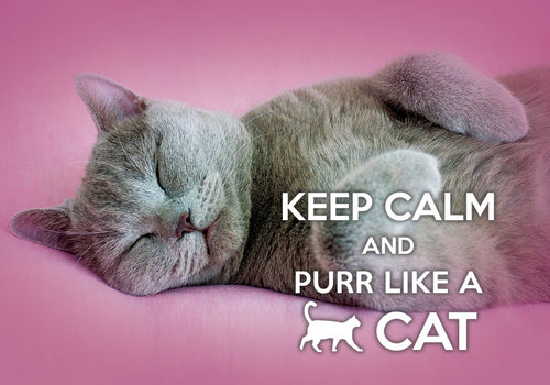 Photo: Keep Calm and Purr like a cat (bundle x 5 pieces) - top quality approved by www.postcardsmarket.com specialists