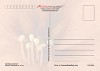 
              Photo: 5x Amaryllis (bundle x 5 pieces) - top quality approved by www.postcardsmarket.com specialists
            
