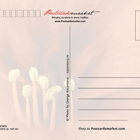 Photo: 5x Amaryllis (bundle x 5 pieces) - top quality approved by www.postcardsmarket.com specialists