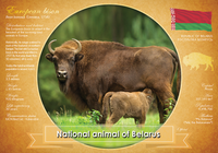 
              National Animal of Belarus (bundle of 5 cards) - top quality approved by www.postcardsmarket.com specialists
            