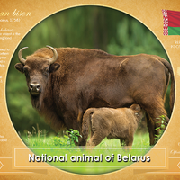 National Animal of Belarus (bundle of 5 cards) - top quality approved by www.postcardsmarket.com specialists