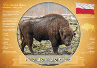 National Animal of Poland (bundle of 5 cards) - top quality approved by www.postcardsmarket.com specialists