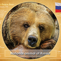 National Animal of Russia (bundle of 5 cards) - top quality approved by www.postcardsmarket.com specialists