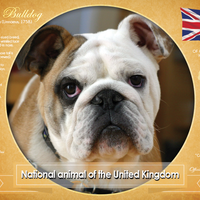 T035 - National Animal of the United Kingdom 2 (bundle of 5 cards) - top quality approved by www.postcardsmarket.com specialists