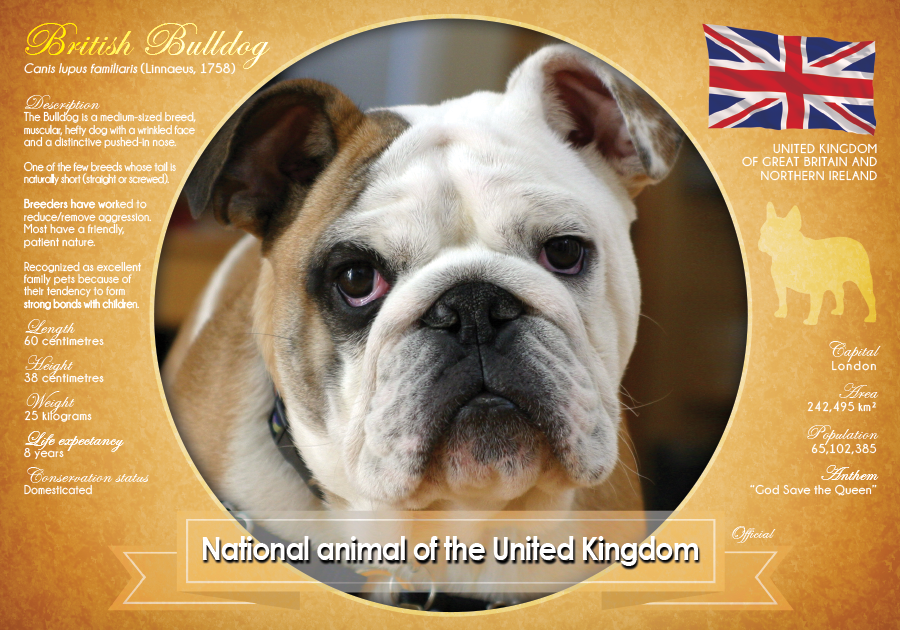 T035 - National Animal of the United Kingdom 2 (bundle of 5 cards) - top quality approved by www.postcardsmarket.com specialists