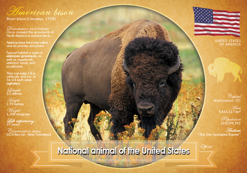 T036 - National Animal of the United States (bundle of 5cards) - top quality approved by www.postcardsmarket.com specialists