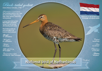 R014 - National Bird of Netherlands (bundle of 5 cards) - top quality approved by www.postcardsmarket.com specialists