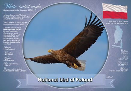 T038 - National Bird of Poland (bundle of 5 cards) - top quality approved by www.postcardsmarket.com specialists