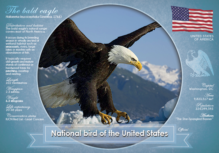 T040 - National Bird of the United States (Bundle of 5 cards) - top quality approved by www.postcardsmarket.com specialists