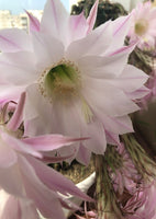 
              Photo: Cactus Flower (bundle x 5 pieces) - top quality approved by www.postcardsmarket.com specialists
            