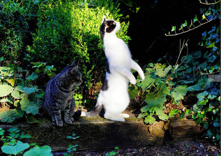 Photo: Cat curiosity (bundle x 5 pieces) - top quality approved by www.postcardsmarket.com specialists