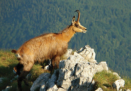 Photo : Chamois - Goat (bundle x 5 pieces)