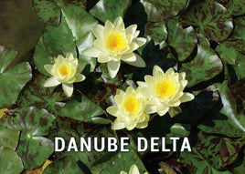 Photo: Danube Delta - Romania UNESCO WHS site - 07 Water Lilies (bundle x 5 pieces) - top quality approved by www.postcardsmarket.com specialists